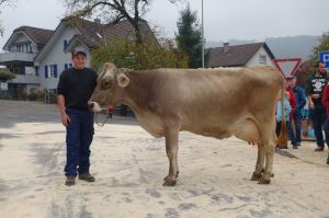 k-4Kuh mit der hchsten LL 99579kg Prelude ERIS Gebr. Theiler